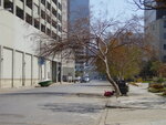 Street-level view of an empty business-district street with a small boat at rest near the sidewalk. A tree stripped up leaves and pushed to an angle is in the foreground, and a brown water line is visible at about 3 or 4 feet height on the building in the background. by LSU Health Sciences Center - New Orleans